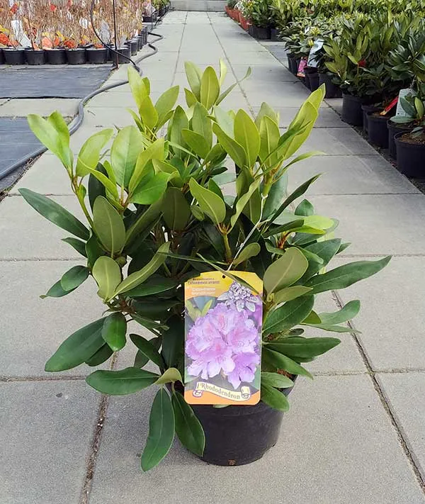 rozanecznik-karl-neue-c5-rodzaj-rosliny-rozaneczniki-i-azalie