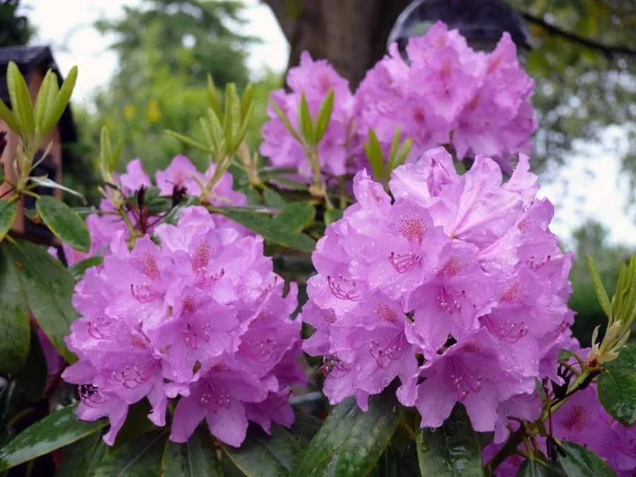 rozanecznik-karl-neue-c5-rodzaj-rosliny-rozaneczniki-i-azalie