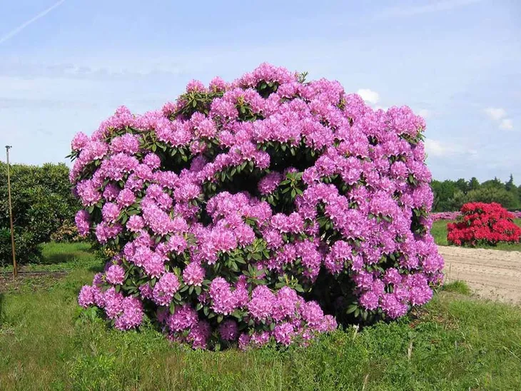 rozanecznik-karl-neue-c5-nazwa-lacinska-rhododendron