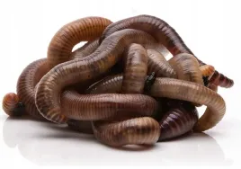 300szt-kompostowe-dzdzownice-kalifornijskie