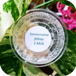 felti-skuteczny-preparat-na-ziemiorki-muszki-wciorniastki