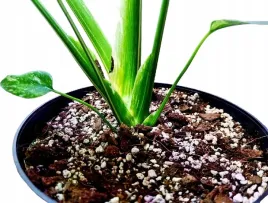 15l-lekkie-podloze-premium-do-monster-itp-bigos-ziemia-do-roslin-mix