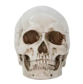 czaszka-anatomiczna-resteq-19x14x16cm-ruchoma-zuchwa-model-czlowieka