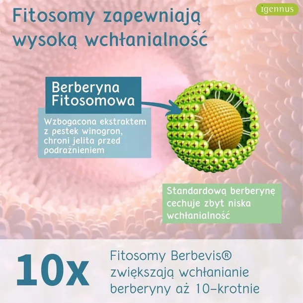 berberyna-fitosomowa-stan-nowy