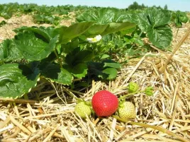 sloma-pszenna-sciolka-do-budy-pod-truskawki-izolacja-5kg