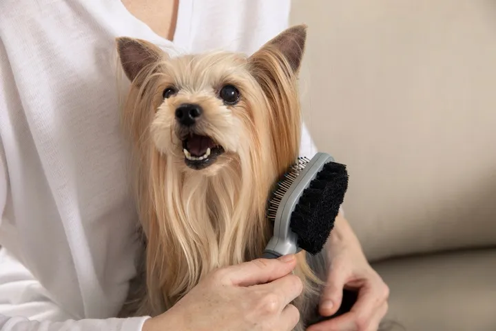 furminator-szczotka-dwustronna-stan-nowy