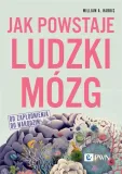 jak-powstaje-ludzki-mozg