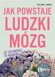 jak-powstaje-ludzki-mozg