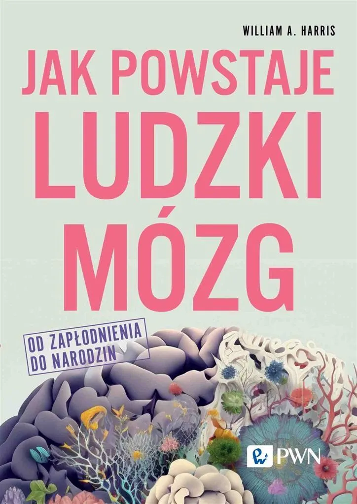 jak-powstaje-ludzki-mozg
