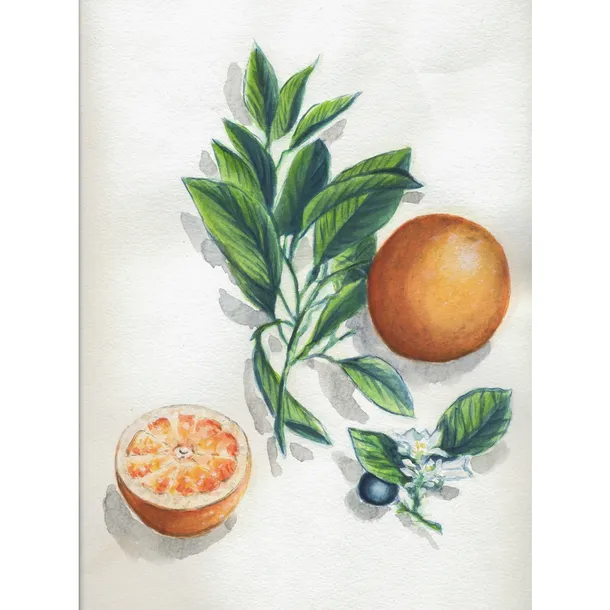 blok-ze-szkicami-do-akwareli-botanika-marka-clairefontaine