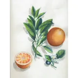 blok-ze-szkicami-do-akwareli-botanika-marka-clairefontaine