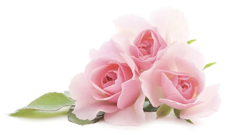 aromat-do-mydla-27-ml-rozany-marka-graine-creative