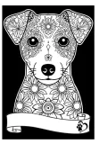 kolorow-welw-a4-jack-russell-terrier
