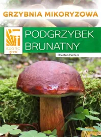 grzybnia-podgrzybek-brunatny-100-150g-mikoryza-do-ogrodu-grzyby