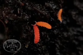 skoczogonki-czerwone-ekipa-sprzatajaca-stonogi-pajaki-skoczogonki-wije