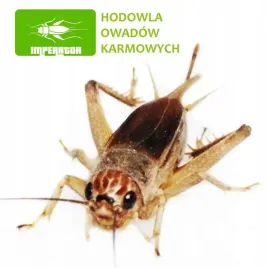 swierszcze-kubanskie-srednie-1-15-cm-100szt-legalna-wysylka