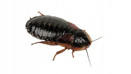 karaczany-argentynskie-dubia-2-3cm-50szt