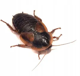 karaczany-argentynskie-dubia-2-3-cm-100szt