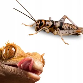 swierszcze-bananowe-zywe-swierszcz-duzy-2cm-100szt