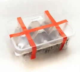 karaczany-tureckie-subimago-15-20mm-200-szt