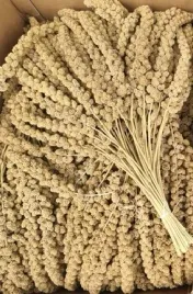 proso-senegalskie-biale-w-klosach-500g-jakosc-pokarm-dla-ptakow-papug