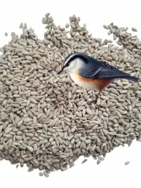 slonecznik-luskany-5-kg-pokarm-do-karmnika-dla-ptakow-zimujacychgratis