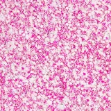 pylek-do-paznokci-rush-effect-nr-7-marka-allepaznokcie