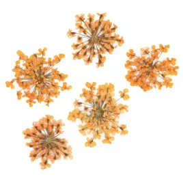 suszone-kwiatki-do-paznokci-mollylac-orange
