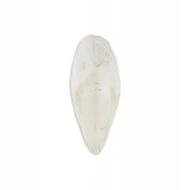 akinu-kosc-sepia-wolno-1kg-20-25-cm