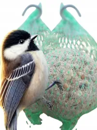 kule-tluszczowe-50-szt-pyzy-do-karmnika-slonecznik-dla-ptakow-gratis-5