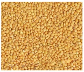 14kg-proso-zolte-zlote-karma-pasza-pokarm-dla-ptakow-papug-falistej