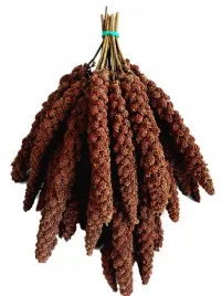 proso-senegalskie-czerwone-w-klosach-1kg-jakosc-pokarm-dla-ptakow