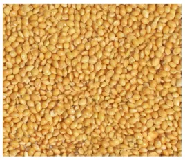 20kg-proso-zolte-zlote-karma-pasza-pokarm-dla-ptakow-papug-falistej