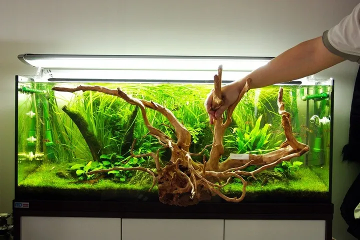 korzen-red-moor-wood-s