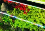 invital-aquaspectrum-led-114w-485cm-marka-invital