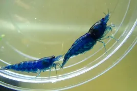 krewetki-blue-velvet-pakiet-10-szt