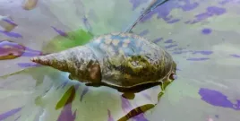 5-x-slimak-blotniarka-stawowa-filtruje-i-oczyszcza-na-glony