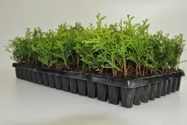 tuja-szmaragd-sadzonki-multiplat-komplet-150sztuk