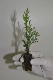 tuja-szmaragd-sadzonki-multiplat-komplet-100szt-na-zywoplot