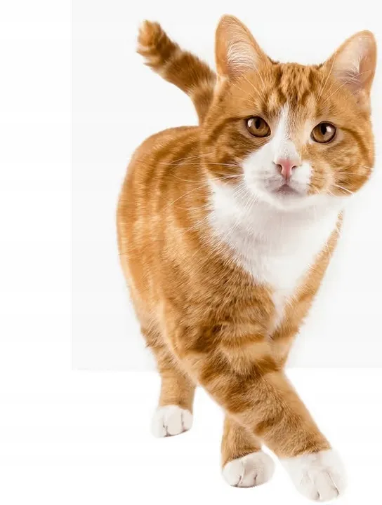 feliway-classic-feromony-wklad-48ml