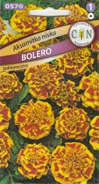 aksamitka-niska-bolero-piekna-pomarancz-czerwona-odporna-na-susze