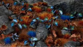 gamers-grass-laser-plants-alien-flytrap-kosmiczna-mucholapka