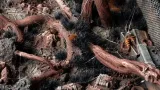 gamers-grass-grass-tufts-6-mm-alien-void-wild