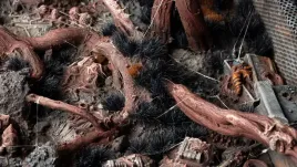 gamers-grass-grass-tufts-6-mm-alien-void-wild