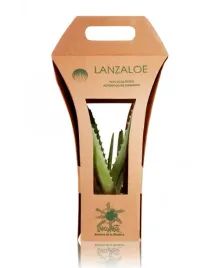 ekologiczna-sadzonka-aloesu-roslina-aloe-vera-z-wysp-kanaryjskich-lanzaloe