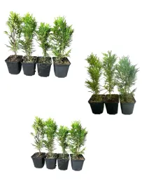 thuja-smaragd-tuja-szmaragd-p9-komplet-50sztuk