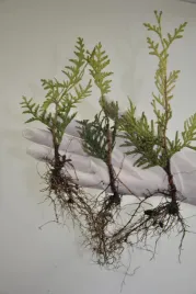 tuja-thuja-brabant-sadzonki-komplet-100szt-1zl-szt-zywotnik-zachodni