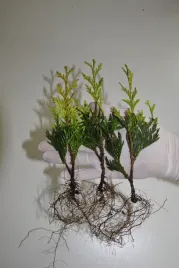 tuja-thuja-kornik-sadzonki-komplet-100szt-1zl-szt-zywotnik-olbrzymi