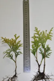 tuja-thuja-europa-gold-sadzonki-komplet-100szt-1zl-szt-zywotnik-zachodni