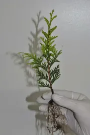 tuja-zlotokonczysta-thuja-aureospicata-sadzonki-komplet-100szt-1zl-szt